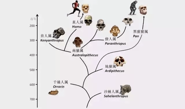 澳门六开奖结果2024开奖今晚,动态调整策略执行_M版35.224