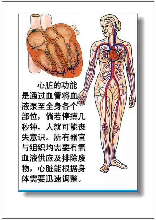 人体器官复制器的突破性进展引领革命性变革