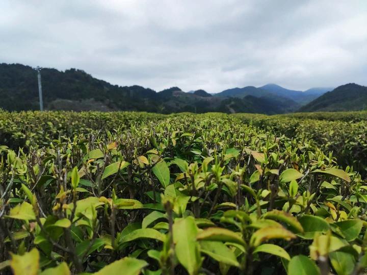 江根乡新发展规划，塑造乡村新貌，推动可持续发展之路