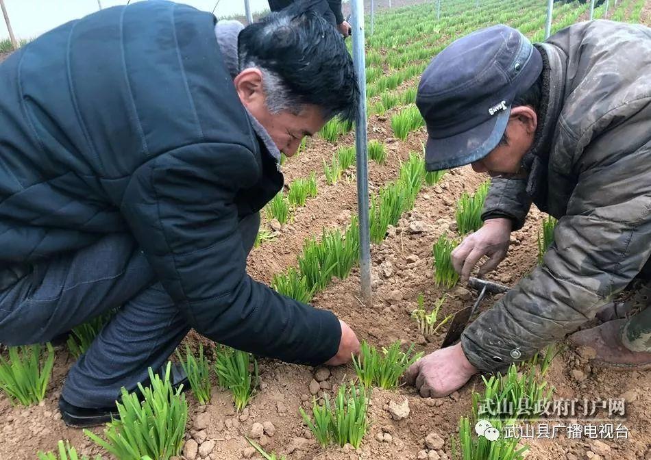 山丹县农业农村局新闻，乡村振兴与农业现代化同步推进