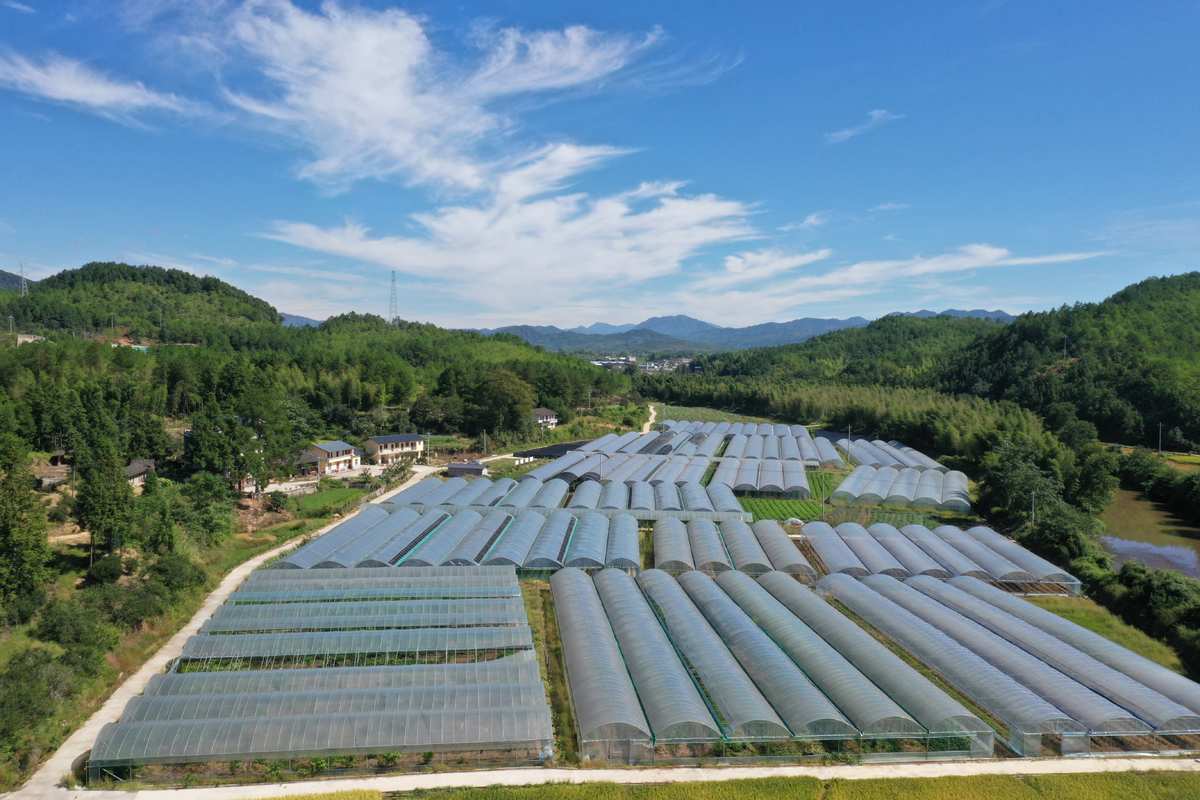 水茜乡未来蓝图，最新发展规划引领乡村新面貌