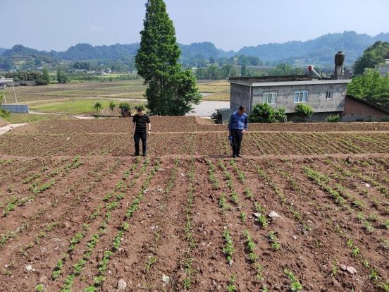 波密县农业农村局新项目推动农业现代化助力乡村振兴